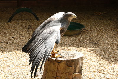 Close-up of bird perching