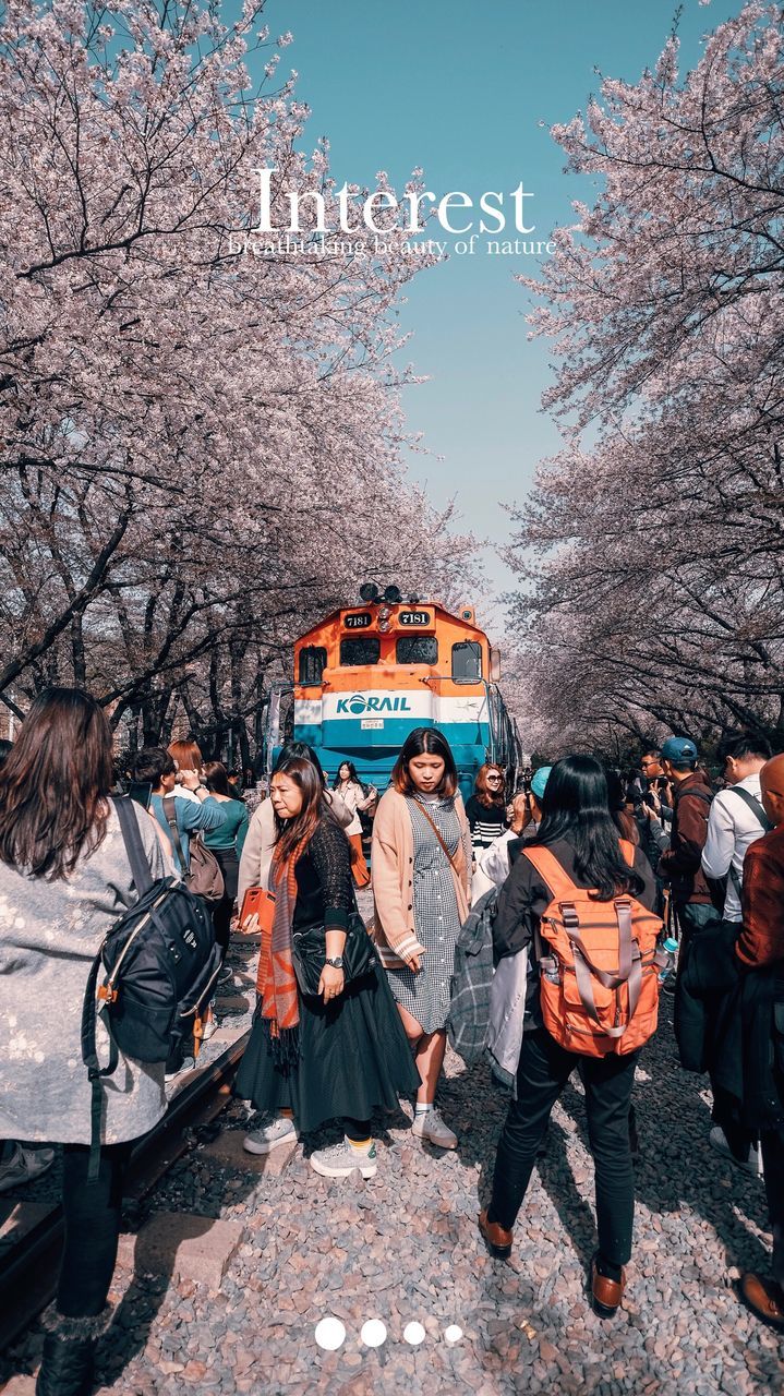 tree, group of people, real people, nature, plant, women, men, day, bare tree, lifestyles, leisure activity, city, cherry blossom, outdoors, walking, adult, transportation, people, full length, branch, cherry tree