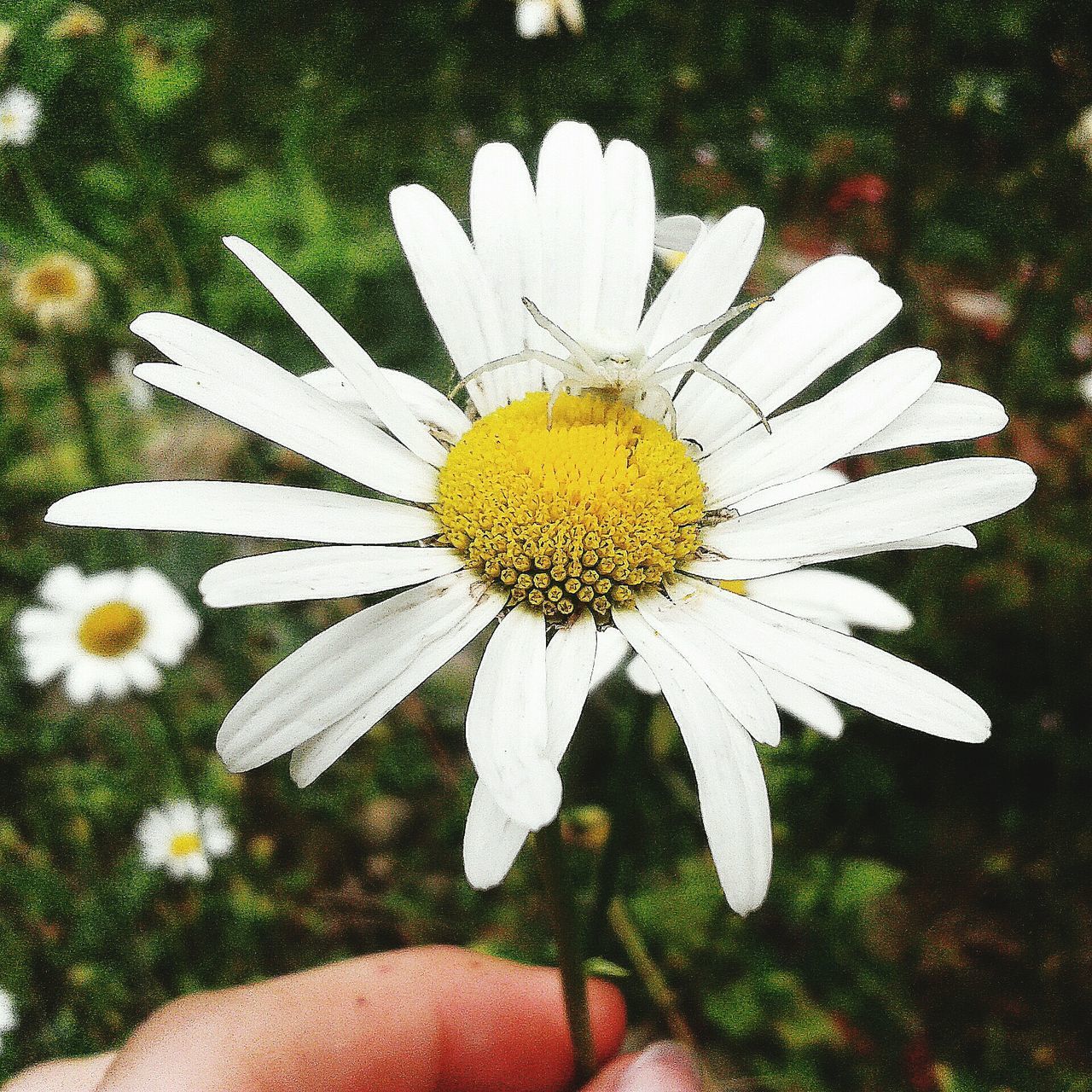 yellow, flower head, flower, beauty in nature, fragility, pollen, nature, insect, close-up, outdoors, human body part, day, animal themes, human hand