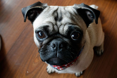 Close-up portrait of a dog