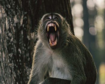 Close-up of a monkey