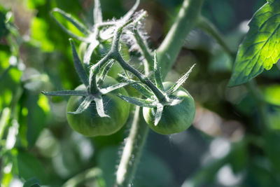 Close-up of berry growing on plant