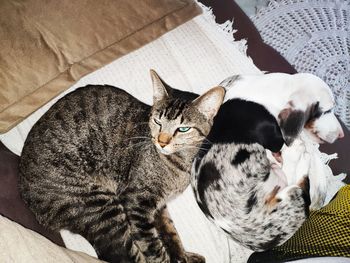 High angle view of cat resting on bed