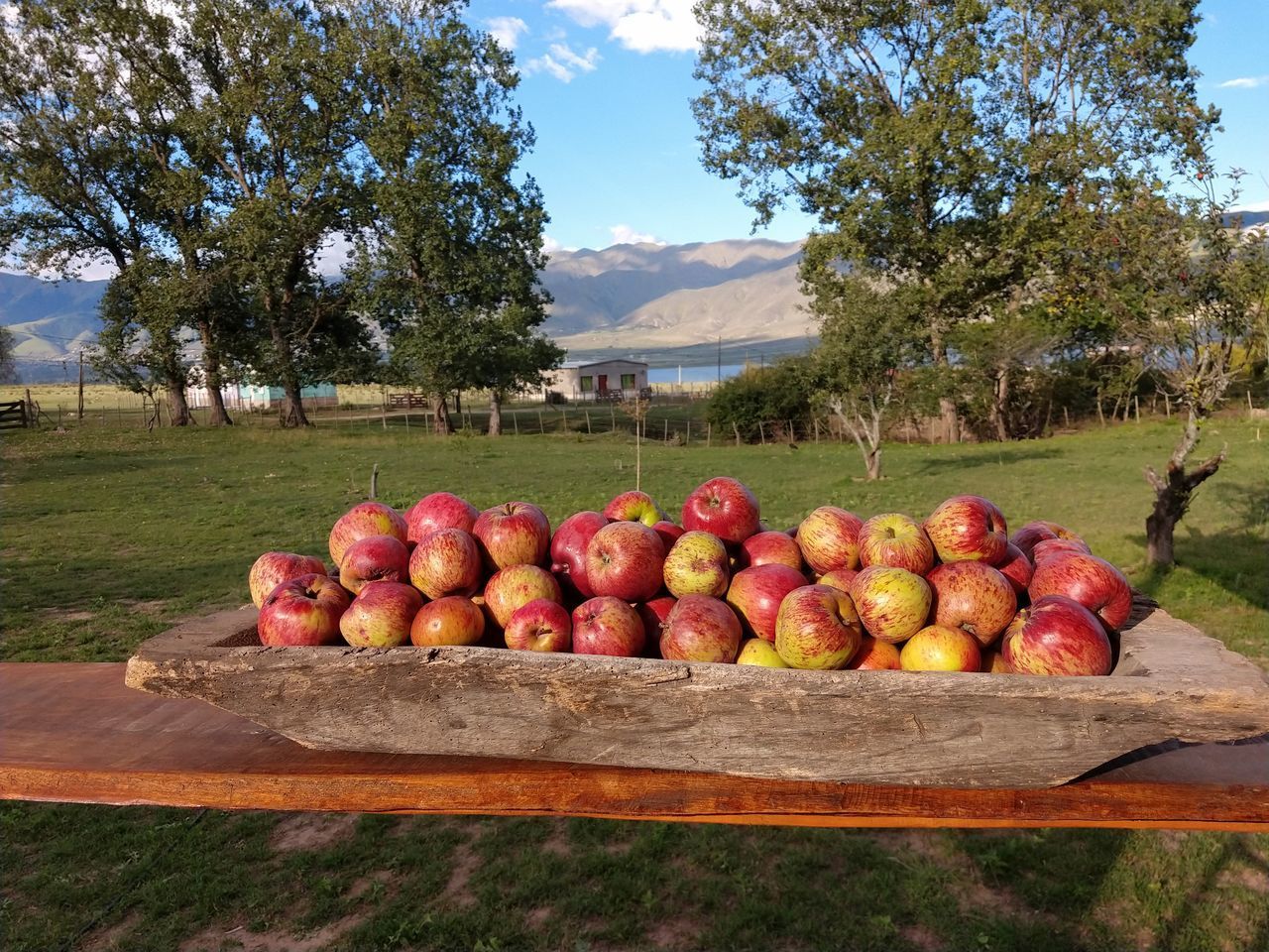 FRUITS IN FIELD