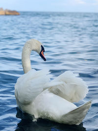 Swan floating on sea