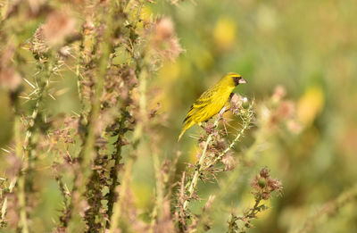 Close-up of bird perching on flower