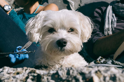 Cute dog looking at camera