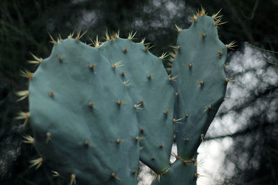 Close-up of prickly pear cactus