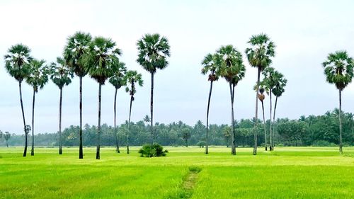 Palm trees on field against sky