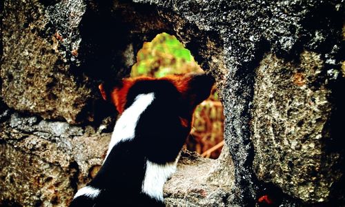Close-up of cat on tree trunk