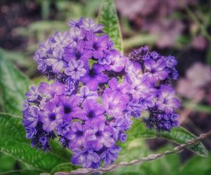 Close-up of purple flowers