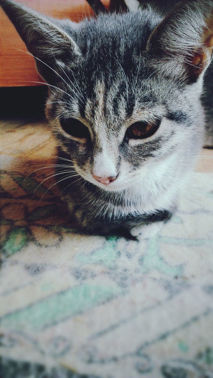 domestic cat, domestic animals, animal themes, pets, one animal, cat, mammal, feline, whisker, indoors, portrait, looking at camera, close-up, animal head, no people, animal body part, relaxation, animal eye, selective focus, lying down