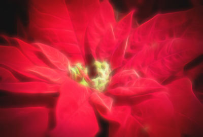 Close-up of red flower