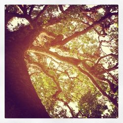 Low angle view of trees