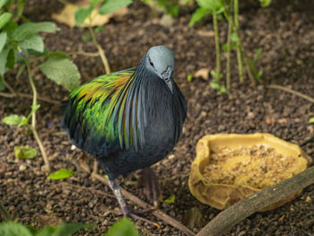 Close-up of bird perching on field