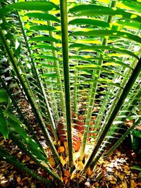 Close-up of fresh green plants in forest