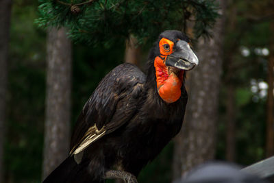 Close-up of hornbill against trees