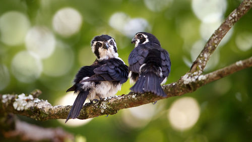 Close-up of birds perching on branch