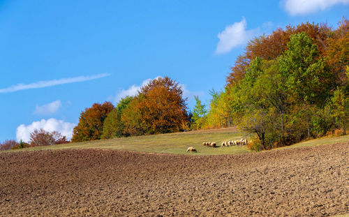 Trees on field against sky