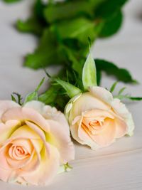 Close-up of rose bouquet on table
