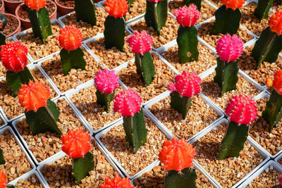 High angle view of red flowering plants