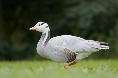 Bar-headed goose, anser indicus.