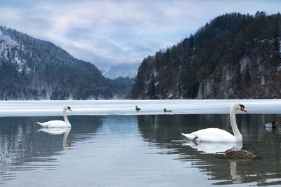 Swans swimming in lake against sky