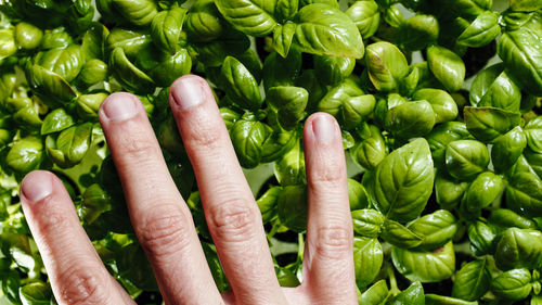 Hand strokes fresh green basil seedlings into a lab