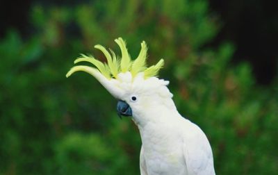 Close-up of white bird