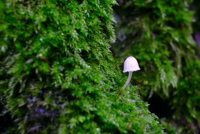 Small mushroom growing from tree