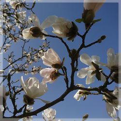 Low angle view of cherry blossoms against sky