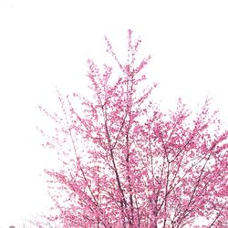 Low angle view of tree against sky