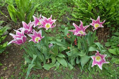 Close-up of pink flowers