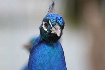Close-up of peacocks head at a tropical butterfly house and gardens