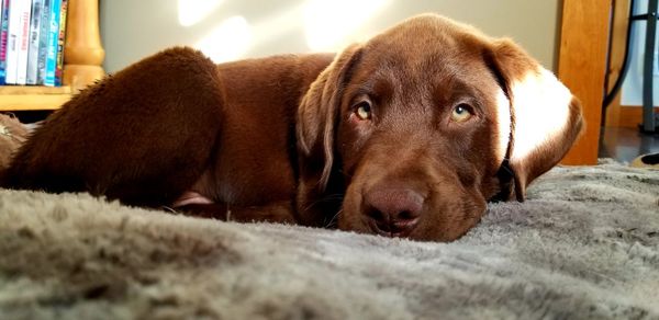 Close-up portrait of a dog resting