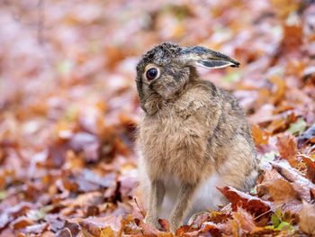 Close-up of an animal on field during autumn