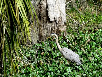 View of bird perching on tree trunk