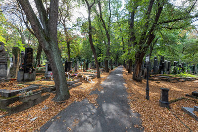 Trees in park