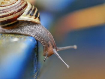 Close-up of snail