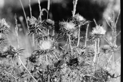 Close-up of thistle flowers