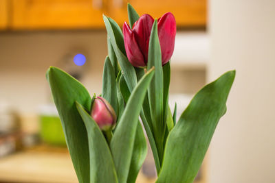 Close-up of tulip on plant