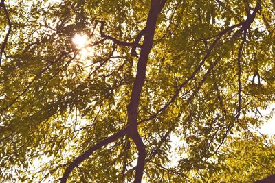 Low angle view of trees