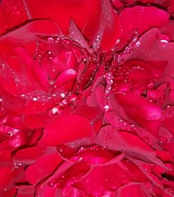 Close-up of pink flower