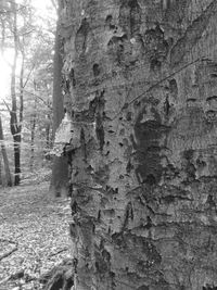 Close-up of tree trunk in forest