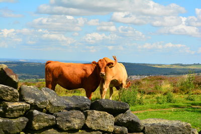 Cows on field against sky