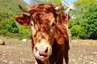 Close-up of brown cow