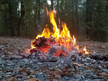 Bonfire in forest