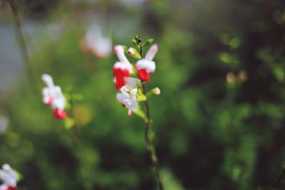 Close-up of red flowering plant