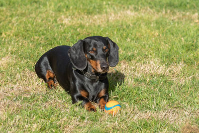 Black dog sitting on field