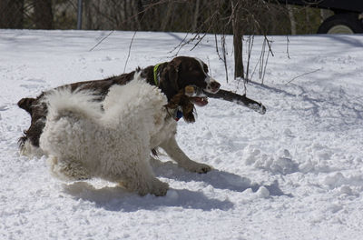 Dog on snow covered land